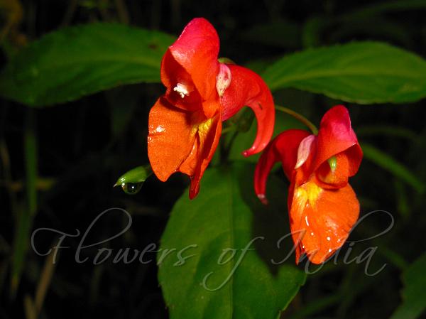 Tyrian Red Balsam